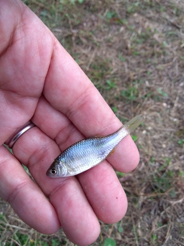 タナゴの釣果