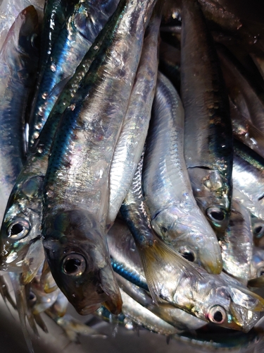 イワシの釣果