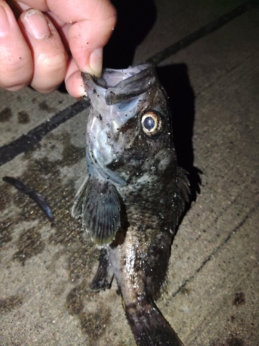 クロソイの釣果