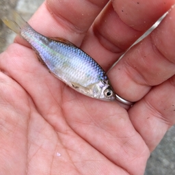 ワタカの釣果・釣り情報まとめ【2023年最新】 - アングラーズ | 釣果