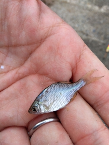 タナゴの釣果