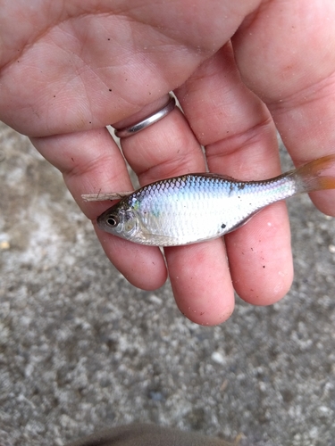 タナゴの釣果