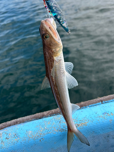 エソの釣果