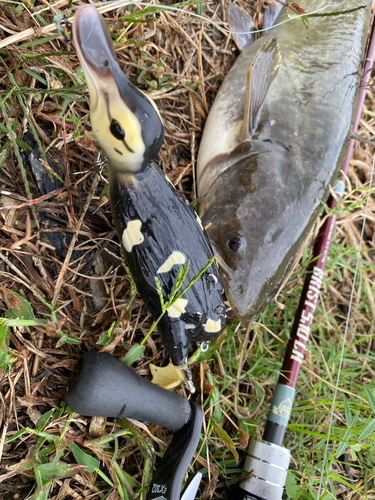 ナマズの釣果