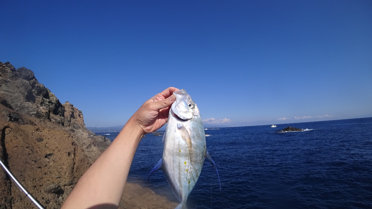 ナンヨウカイワリ