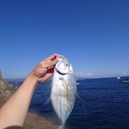 ナンヨウカイワリ