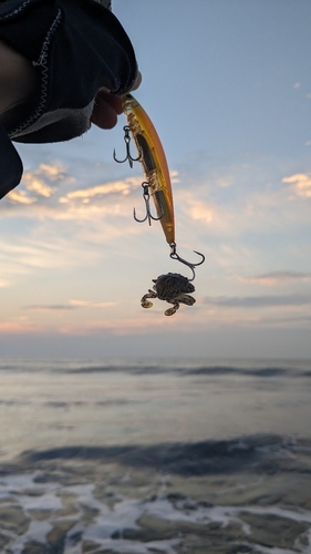 カニの釣果