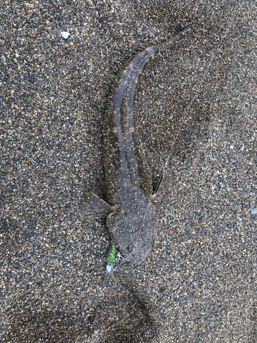 マゴチの釣果