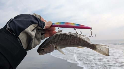 イシモチの釣果