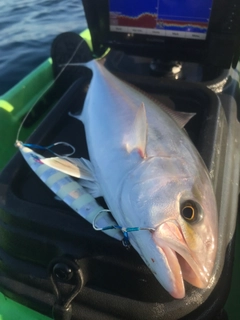 ショゴの釣果