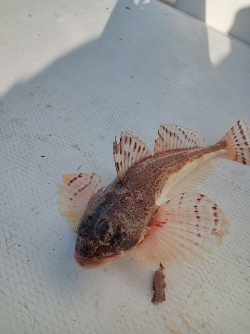 カクセセさんの釣果 3枚目の画像