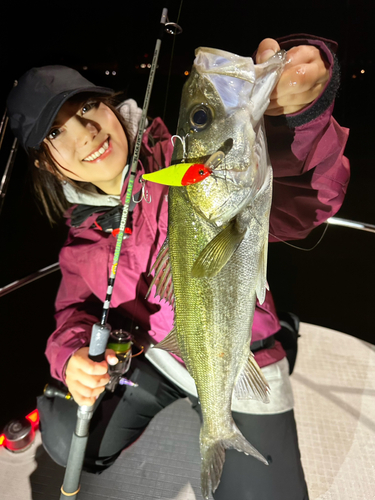 シーバスの釣果