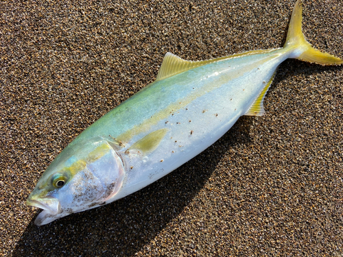 ワカシの釣果