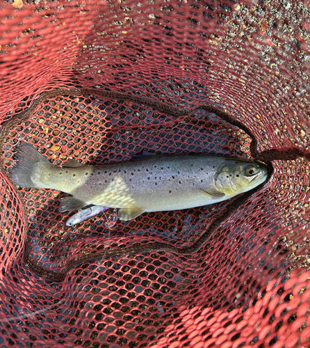 ブラウントラウトの釣果