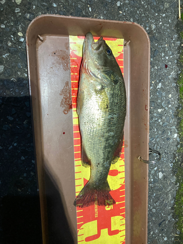 ブラックバスの釣果