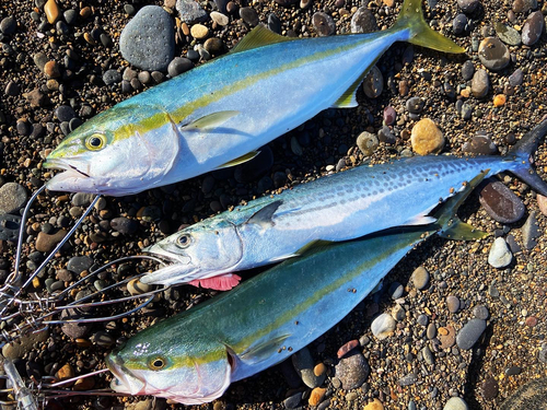 ワカシの釣果