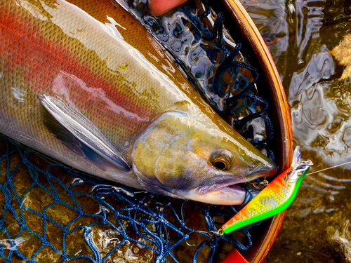 ヒメマスの釣果