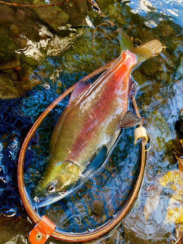 ヒメマスの釣果