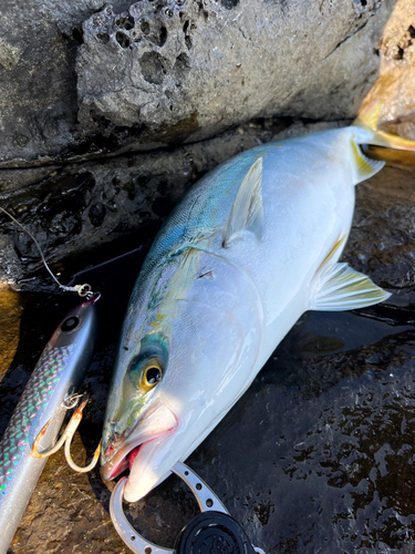 ヤズの釣果