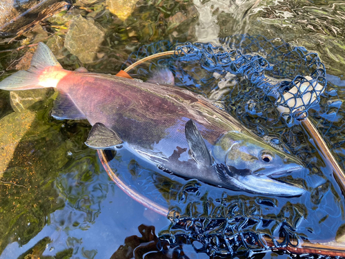 ヒメマスの釣果