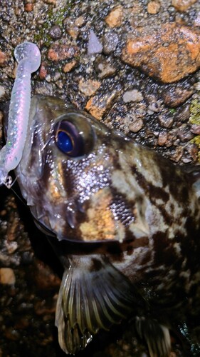 クロソイの釣果