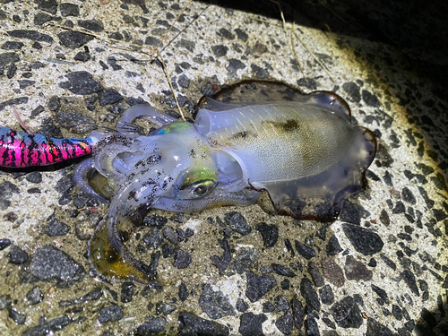 アオリイカの釣果