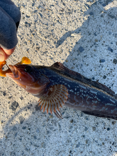 クジメの釣果