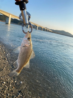 ヒラスズキの釣果