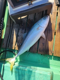 ハマチの釣果