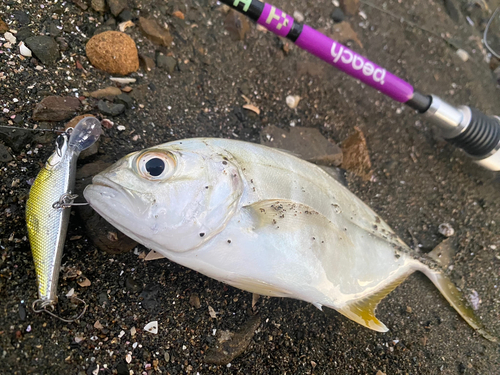 メッキの釣果