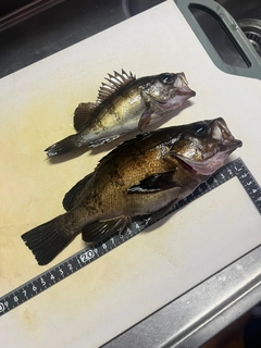 メバルの釣果