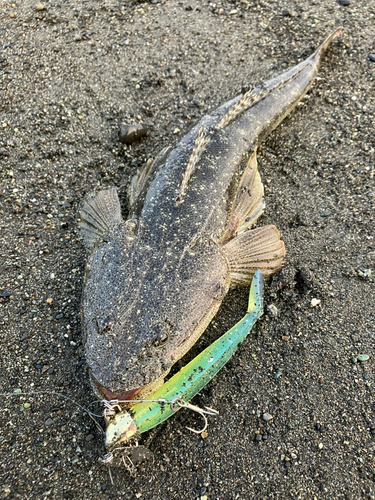 マゴチの釣果