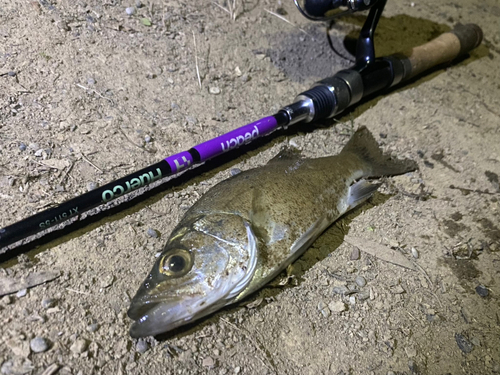 ヒラスズキの釣果