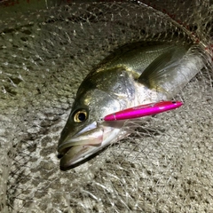 マルスズキの釣果