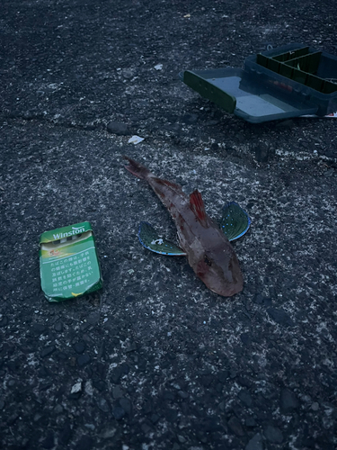 ホウボウの釣果