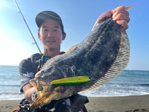 ヒラメの釣果