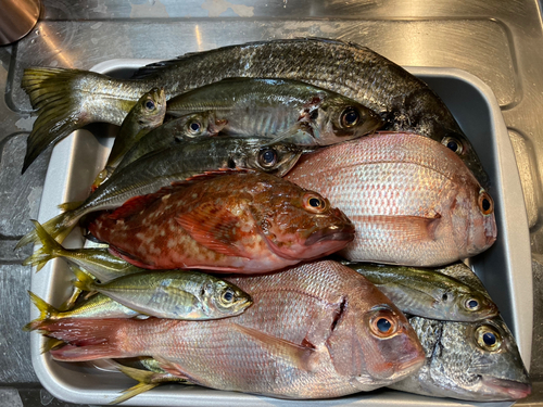 チヌの釣果