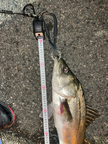 シーバスの釣果