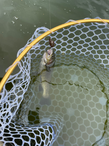 ニジマスの釣果