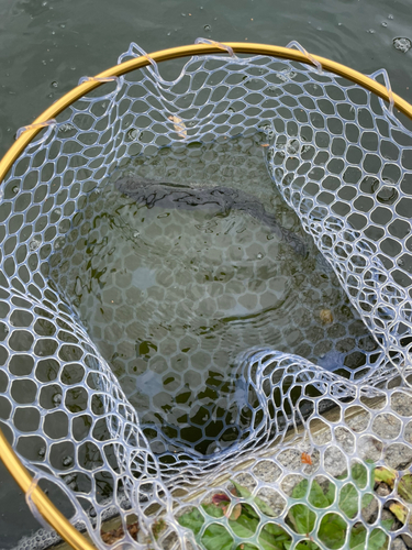 ニジマスの釣果