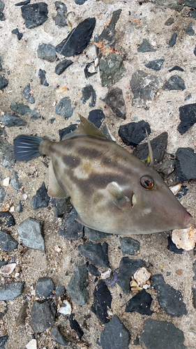 カワハギの釣果