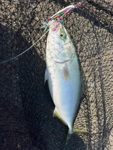 ヤズの釣果