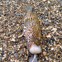 マダラハタの釣果