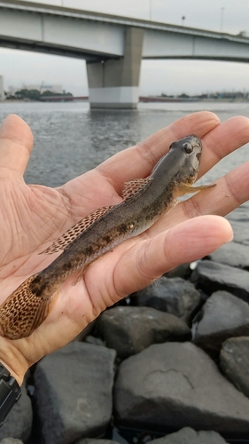 マハゼの釣果