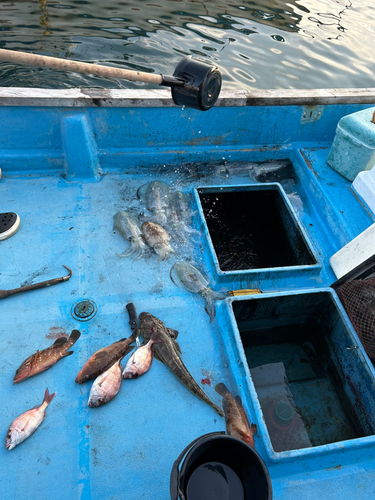 アオリイカの釣果