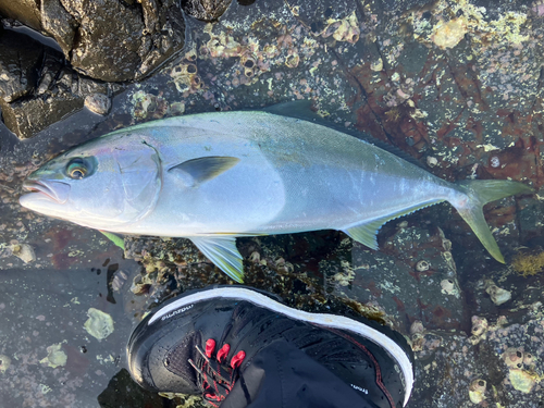 ヒラマサの釣果