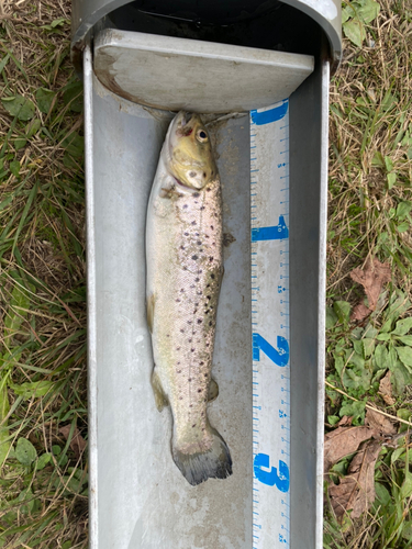 ブラウントラウトの釣果