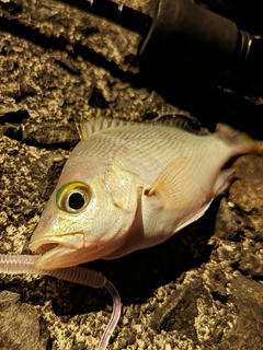 フエダイの釣果