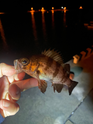 メバルの釣果