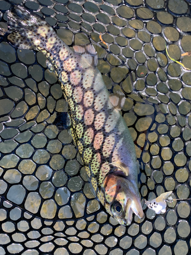 レインボートラウトの釣果